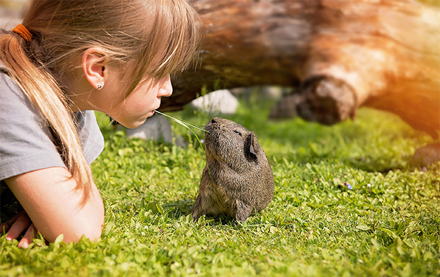 guinea pig with girl outside